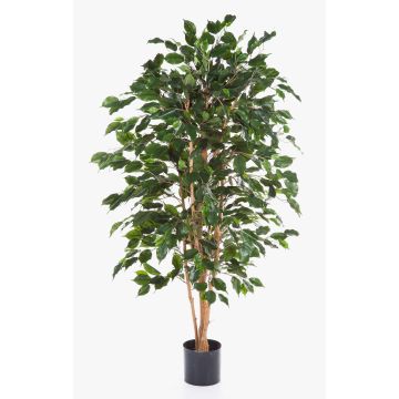 Konstgjord Ficus Benjamina THIAGO, naturliga stammar, svårantändlig, grön, 180cm Konstgjord Ficus Benjamina THIAGO, naturliga stammar, svårantändlig, grön, 180cm
