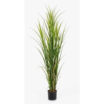 Konstgjort vassgräs BRACHIUM, grönbrunt, 165cm Konstgjort vassgräs BRACHIUM, grönbrunt, 165cm