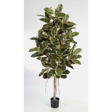 Konstgjord gummiträd DEVI, naturstam, grön-vit, 140cm Konstgjord gummiträd DEVI, naturstam, grön-vit, 140cm