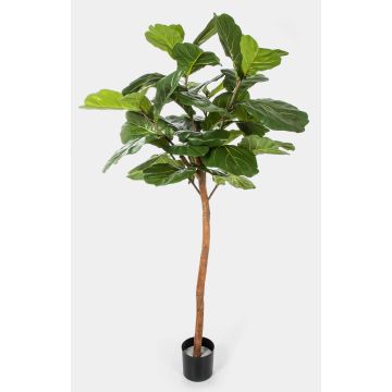 Dekorativ Ficus Lyrata ADERITO, äkta stam, grön, 170cm
