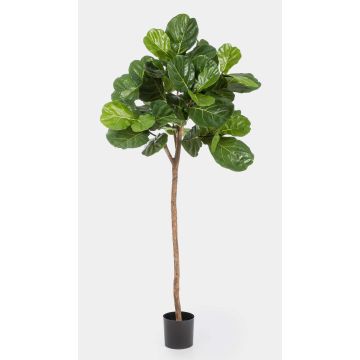 Dekorativ Ficus Lyrata ADERITO, äkta stam, grön, 200cm Dekorativ Ficus Lyrata ADERITO, äkta stam, grön, 200cm
