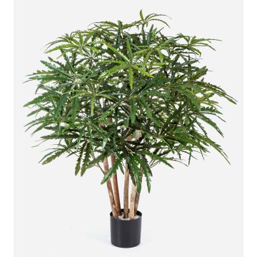 Konstgjord fingeraralia MAKASIM, äkta stammar, grön, 85cm Konstgjord fingeraralia MAKASIM, äkta stammar, grön, 85cm