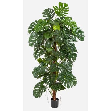 Dekorativ Philodendron Monstera Deliciosa MEBSUTA, 190cm