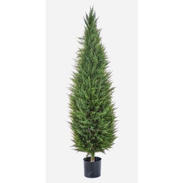 Dekorativ cypress MEKBUDA, grön, 150cm