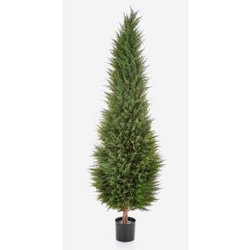 Dekorativ cypress MEKBUDA, grön, 180cm