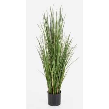 Dekorativt rävsvansgräs ALEGRIA, svårantändligt, grönbrunt, 120cm