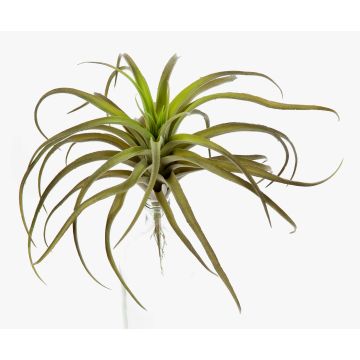 Dekorativ Tillandsia Stricta PROPUS på stödpinne, grönbrun, 25cm Dekorativ Tillandsia Stricta PROPUS på stödpinne, grönbrun, 25cm