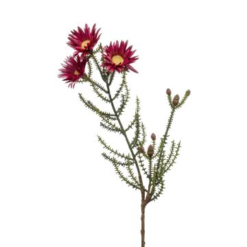 Konstgjord kap-stråblomma BEYA, vinröd, 60cm, Ø6cm Konstgjord kap-stråblomma BEYA, vinröd, 60cm, Ø6cm