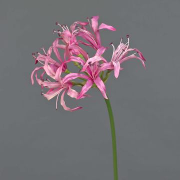 Dekorativ konstblomma trädgårdsamaryllis BAIMAI, rosa, 75cm, Ø19cm Dekorativ konstblomma trädgårdsamaryllis BAIMAI, rosa, 75cm, Ø19cm