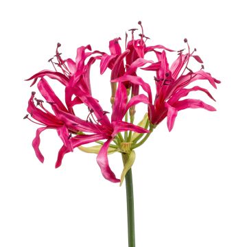 Dekorativ konstblomma trädgårdsamaryllis BAIMAI, cerise, 75cm, Ø19cm Dekorativ konstblomma trädgårdsamaryllis BAIMAI, cerise, 75cm, Ø19cm