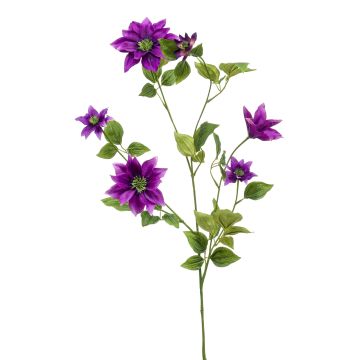 Stor konstblomma, klematis HIKARI, lila, 110cm, Ø5-14cm Stor konstblomma, klematis HIKARI, lila, 110cm, Ø5-14cm