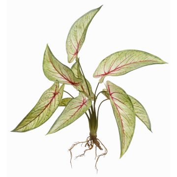 Konstväxt Calathea Ornata ASAGI, stödpinne, rötter, grön-röd, 40cm