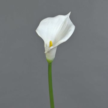 Konstgjord calla DAISCHI, vit, 70cm, 11x14cm Konstgjord calla DAISCHI, vit, 70cm, 11x14cm