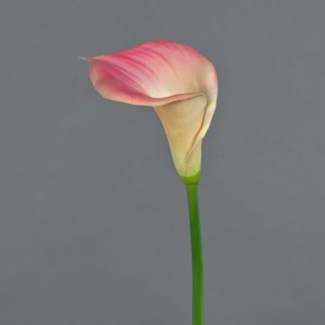 Konstgjord calla DAISCHI, rosa-krämfärgad, 70cm, 11x14cm