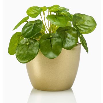 Konstgjord suckulent Pilea peperomioides SYBIL i keramikkruka, guld, grön, 13cm
