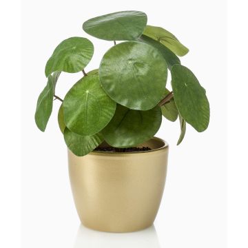 Konstgjord suckulent Pilea peperomioides SYBIL i keramikkruka, guld, grön, 20cm Konstgjord suckulent Pilea peperomioides SYBIL i keramikkruka, guld, grön, 20cm