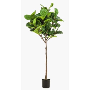 Konstgjord fikonfikus ABIULA, äkta stam, grön, 195cm Konstgjord fikonfikus ABIULA, äkta stam, grön, 195cm