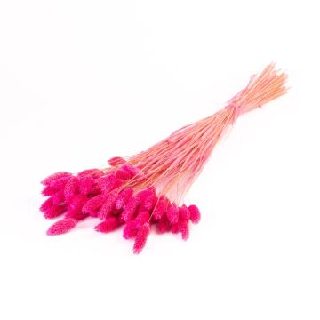 Torkat kanarigräs BRAGILA i bunt, cerise, 50-75cm, Ø12cm
