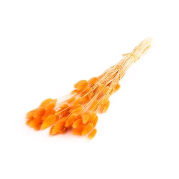 Torkat Lagurus-gräs BORKA, bunt, mörkoranget, 55-75cm, Ø12cm Torkat Lagurus-gräs BORKA, bunt, mörkoranget, 55-75cm, Ø12cm