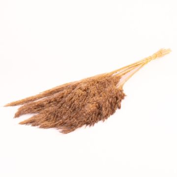 Torkat vassbunt DONJETA, gråbeige, 70-80cm, Ø15cm Torkat vassbunt DONJETA, gråbeige, 70-80cm, Ø15cm