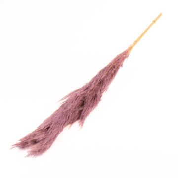 Torkad bukett med pampasgräs ANIAMI, lila, 130-140cm, Ø20cm Torkad bukett med pampasgräs ANIAMI, lila, 130-140cm, Ø20cm