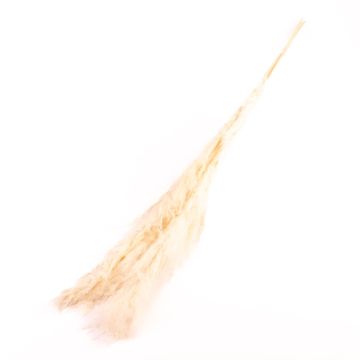 Torkad bukett med pampasgräs ANIAMI, vit, 130-140cm, Ø20cm