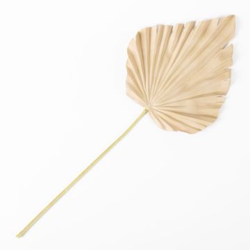 Dekorativ palmblad Washingtonia RUNING, beige-gul, 60cm