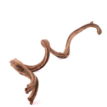 Torkad liana Cipo Rosca TANGUN, naturfärgad, 100-120cm
