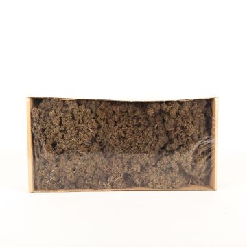 Äkta isländsk mossa SVEINBJÖRN, brun, 500g Äkta isländsk mossa SVEINBJÖRN, brun, 500g