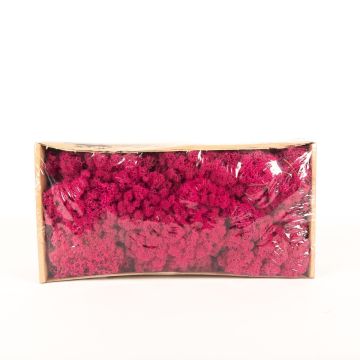 Äkta isländsk mossa SVEINBJÖRN, magenta, 500g