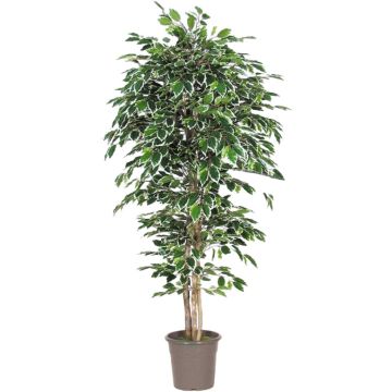 Konstgjord Ficus Benjamini LEVANTA, naturstammar, grön-vit, 150cm - Tillverkad i Italien Konstgjord Ficus Benjamini LEVANTA, naturstammar, grön-vit, 150cm - Tillverkad i Italien
