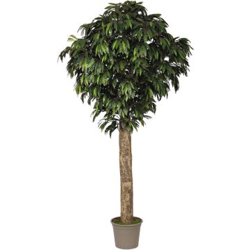 Konstgjord mango MAYUMI, äkta stam, grön, crossdoor, 250cm - Tillverkad i Italien Konstgjord mango MAYUMI, äkta stam, grön, crossdoor, 250cm - Tillverkad i Italien