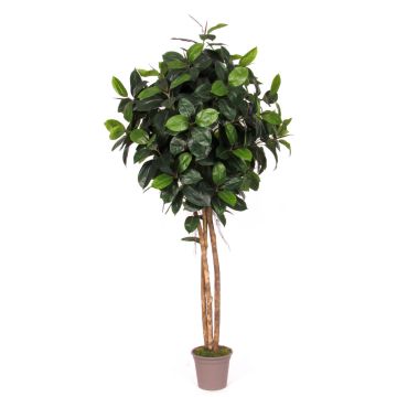 Konstgjord gummiträd LENELOTTE, naturstammar, grön, 200cm - Tillverkad i Italien Konstgjord gummiträd LENELOTTE, naturstammar, grön, 200cm - Tillverkad i Italien