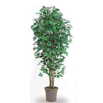 Dekorativ Ficus Benjamini LEONORET, äkta stammar, grön-vit, 200cm - Tillverkad i Italien Dekorativ Ficus Benjamini LEONORET, äkta stammar, grön-vit, 200cm - Tillverkad i Italien