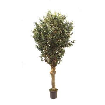 Konstgjord olivträd CECILIO, äkta stam, med frukter, 200cm - Tillverkad i Italien