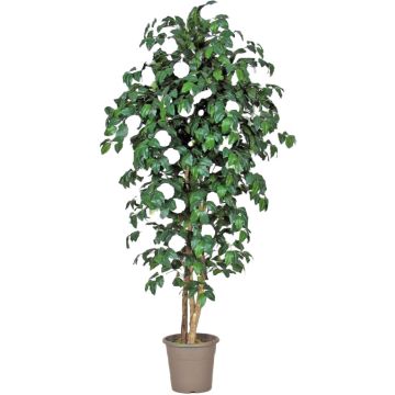 Konstgjord kamelia JASMINDE, naturstammar, med blommor, vit, 125cm - Tillverkad i Italien Konstgjord kamelia JASMINDE, naturstammar, med blommor, vit, 125cm - Tillverkad i Italien