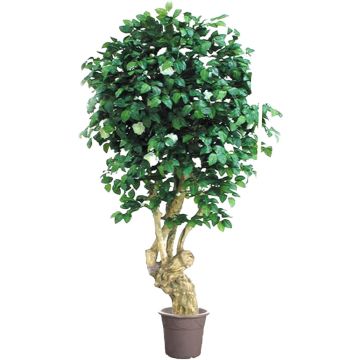Dekorativ kamelia JELENKINA, naturstam, med blommor, vit, 200cm - Tillverkad i Italien Dekorativ kamelia JELENKINA, naturstam, med blommor, vit, 200cm - Tillverkad i Italien