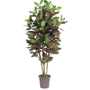 Dekorativ kroton JULISSA, äkta stam, brokig, 125cm - Tillverkad i Italien Dekorativ kroton JULISSA, äkta stam, brokig, 125cm - Tillverkad i Italien