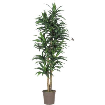 Konstgjord Dracaena Fragrans KANDIDA, naturliga stammar, grön, 150cm - Tillverkad i Italien