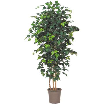 Dekorativ Ficus Benjamini LEONORET, äkta stammar, grön, 300cm - Tillverkad i Italien