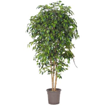 Konstgjord björkfikon LUDGARDIS, naturliga stammar, grön, 100cm - Tillverkad i Italien Konstgjord björkfikon LUDGARDIS, naturliga stammar, grön, 100cm - Tillverkad i Italien