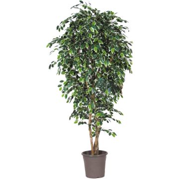 Konstgjord fikonträd LUDGARDIS, naturliga stammar, grön-vit, 150cm - Tillverkad i Italien Konstgjord fikonträd LUDGARDIS, naturliga stammar, grön-vit, 150cm - Tillverkad i Italien