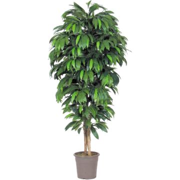 Konstgjord mango MAWUWANI, äkta stammar, grön, crossdoor, 125cm - Tillverkad i Italien Konstgjord mango MAWUWANI, äkta stammar, grön, crossdoor, 125cm - Tillverkad i Italien