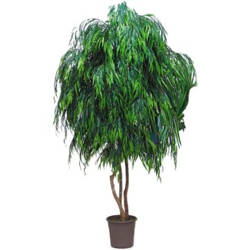 Konstgjord sörjande pil NADESCHA, naturliga stammar, grön, crossdoor, 250cm - Tillverkad i Italien Konstgjord sörjande pil NADESCHA, naturliga stammar, grön, crossdoor, 250cm - Tillverkad i Italien