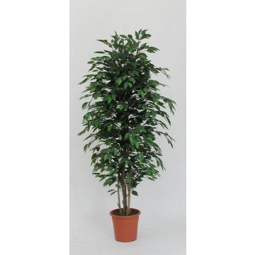 Dekorativ Ficus Benjamini KONRADE, äkta stammar, grön, 150cm - Tillverkad i Italien