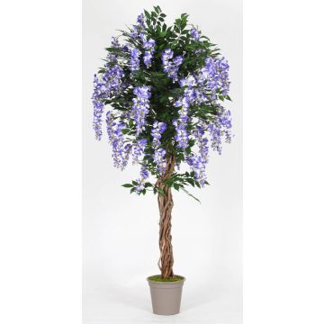 Konstgjord blåregn ANNIARA, äkta stammar, med blommor, lila, 175cm - Tillverkad i Italien Konstgjord blåregn ANNIARA, äkta stammar, med blommor, lila, 175cm - Tillverkad i Italien