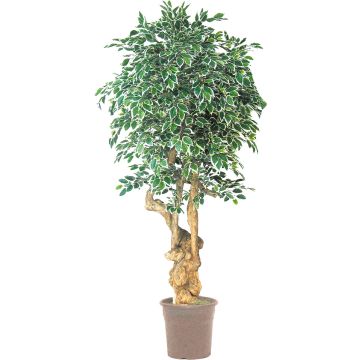 Konstgjord Ficus Benjamini AURELIANO, naturstam, grön-vit, 200cm - Tillverkad i Italien