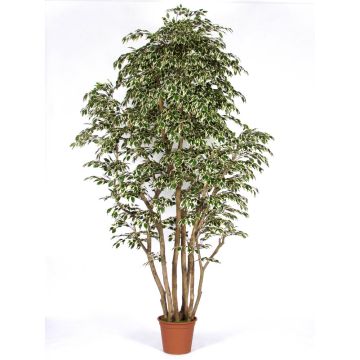Konstgjord Ficus Benjamini MIMITIGO, äkta stammar, grön-vit, 200cm - Tillverkad i Italien