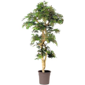 Dekorativt träd, japansk lönn DANIIL, äkta stam, grön-röd, 185cm - Tillverkad i Italien Dekorativt träd, japansk lönn DANIIL, äkta stam, grön-röd, 185cm - Tillverkad i Italien