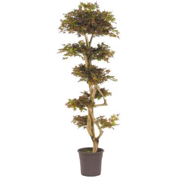 Dekorationsträd japansk lönn SLAWIK, äkta stam, grön-röd, 185cm - Tillverkad i Italien Dekorationsträd japansk lönn SLAWIK, äkta stam, grön-röd, 185cm - Tillverkad i Italien